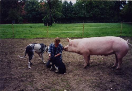 Mixed Pigs