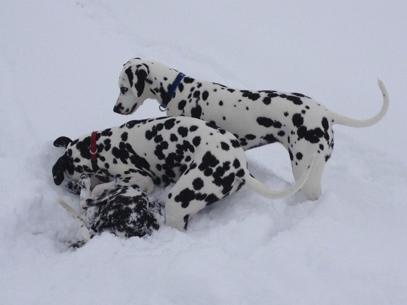 Toben im Schnee