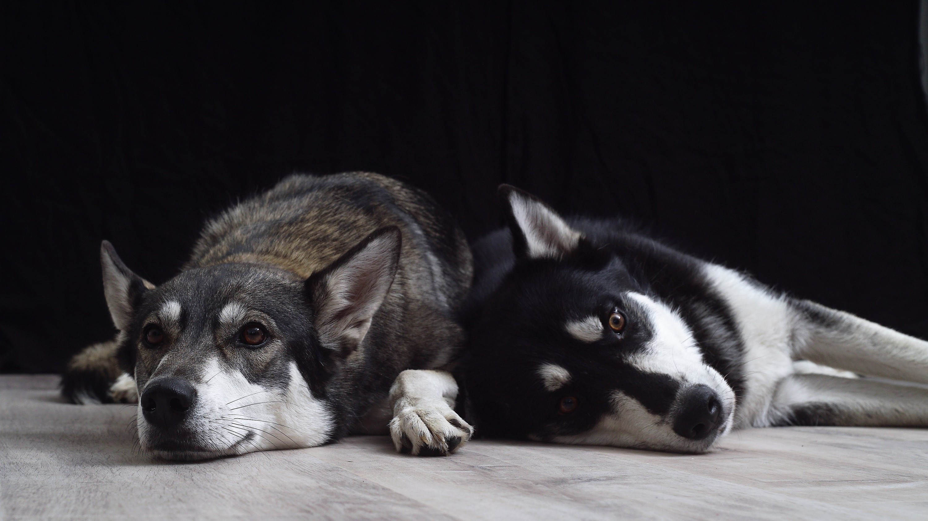 Bürohunde