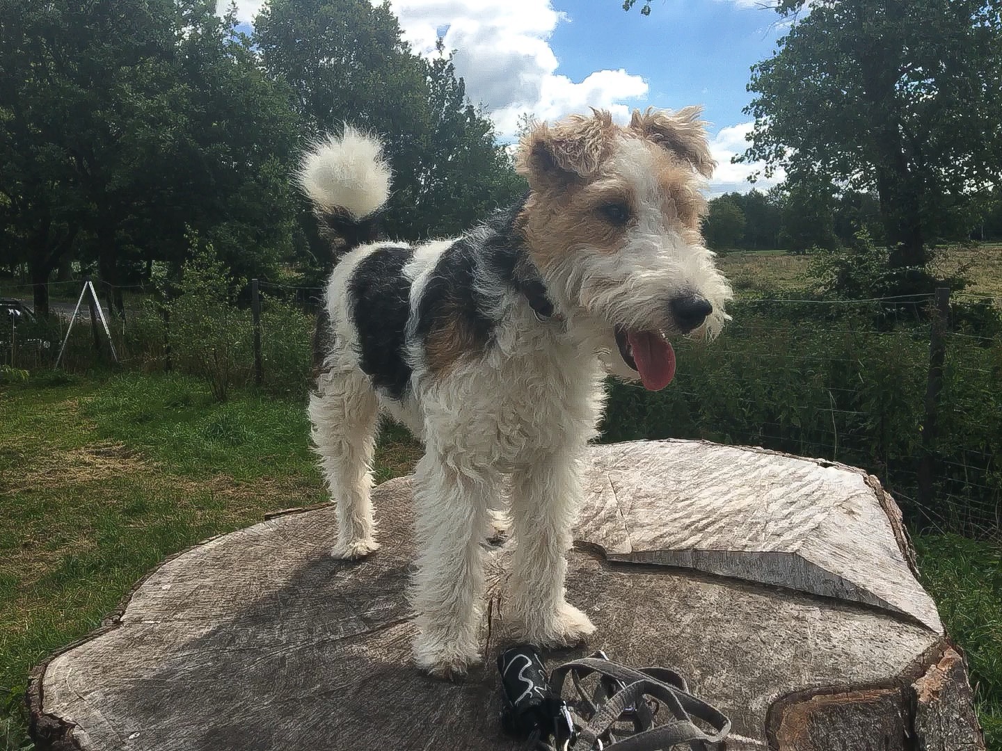 Carlos auf dem Hundeplatz