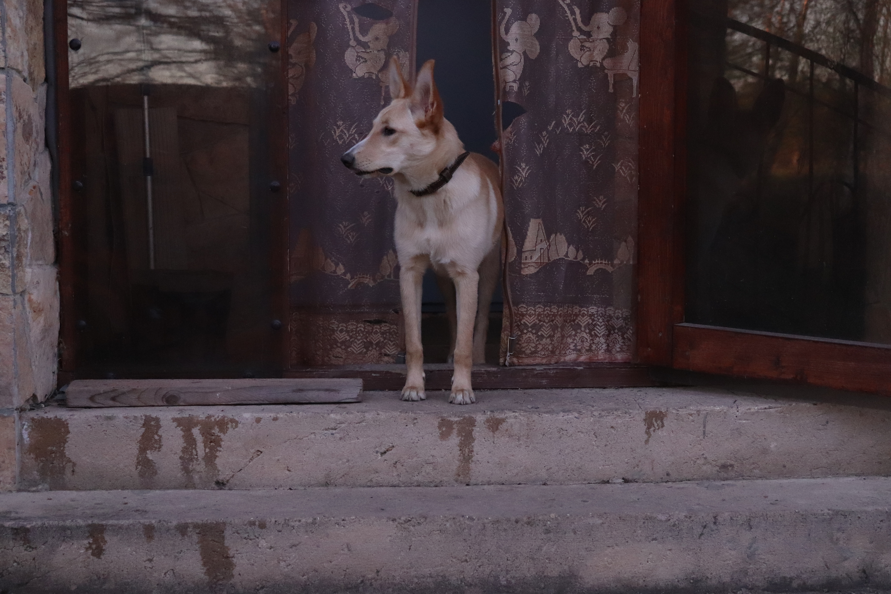 Labrador Schäferhund))