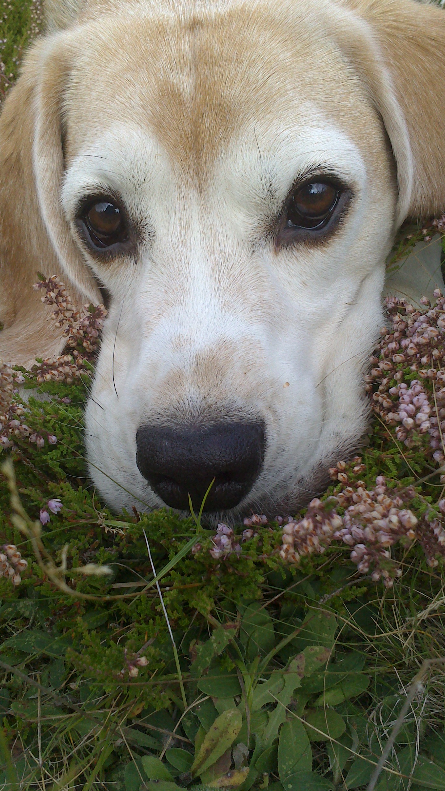 Beagle-Blick <3