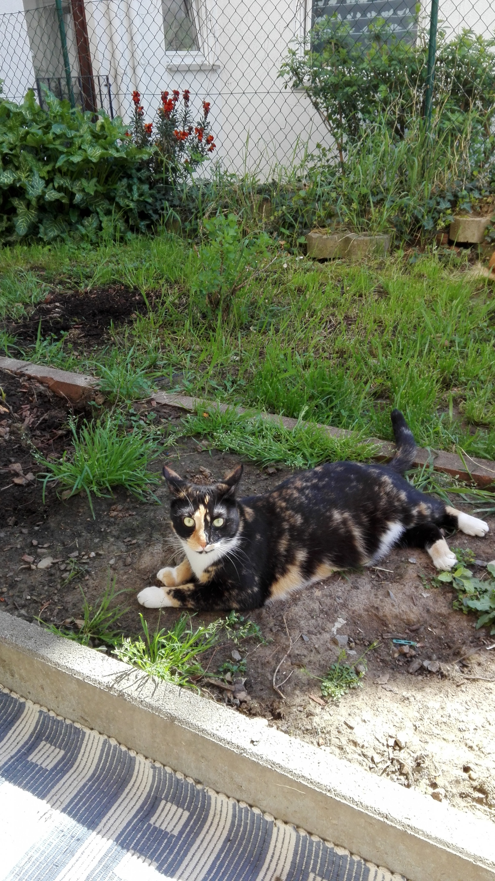 Mimi im Garten