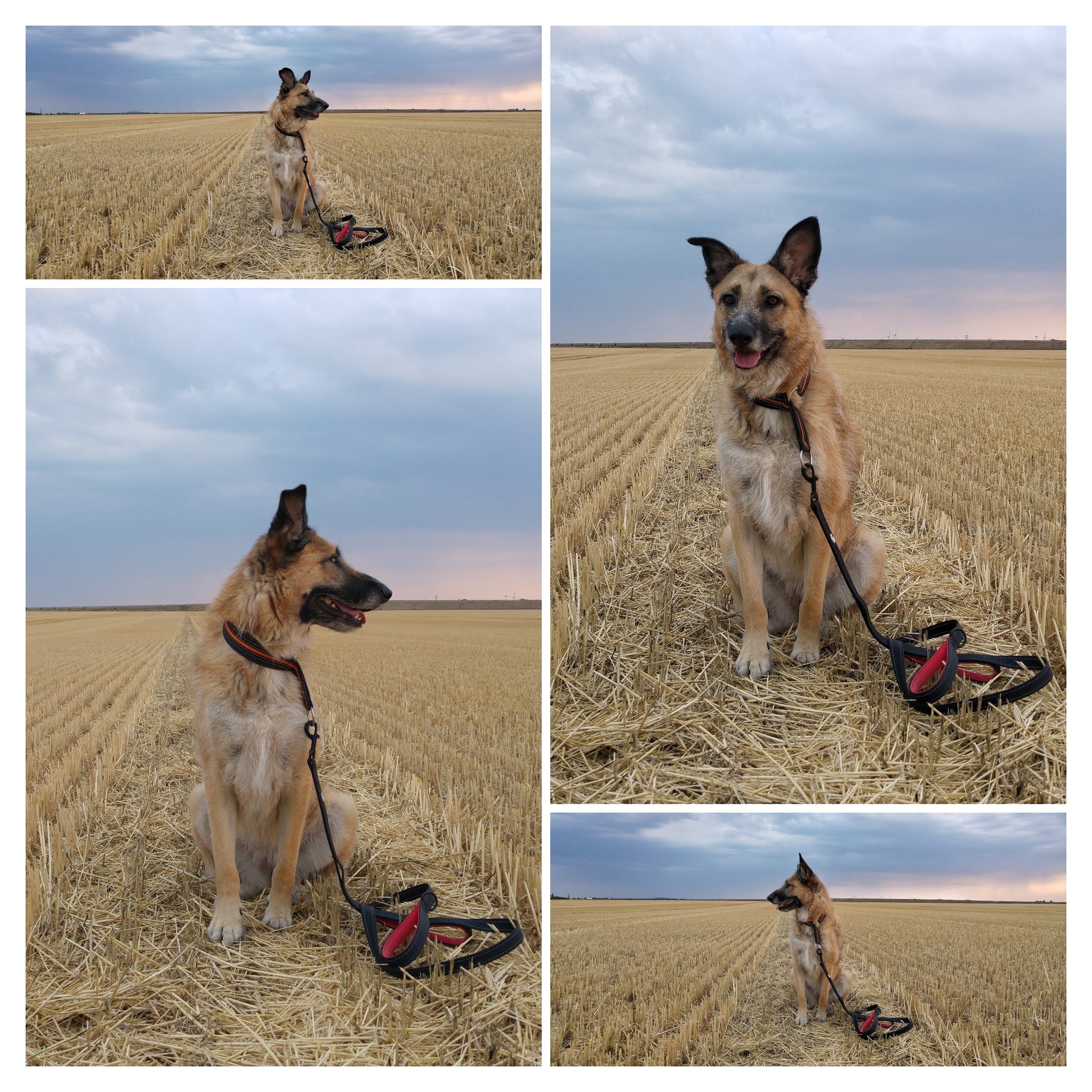 Emma im Feld