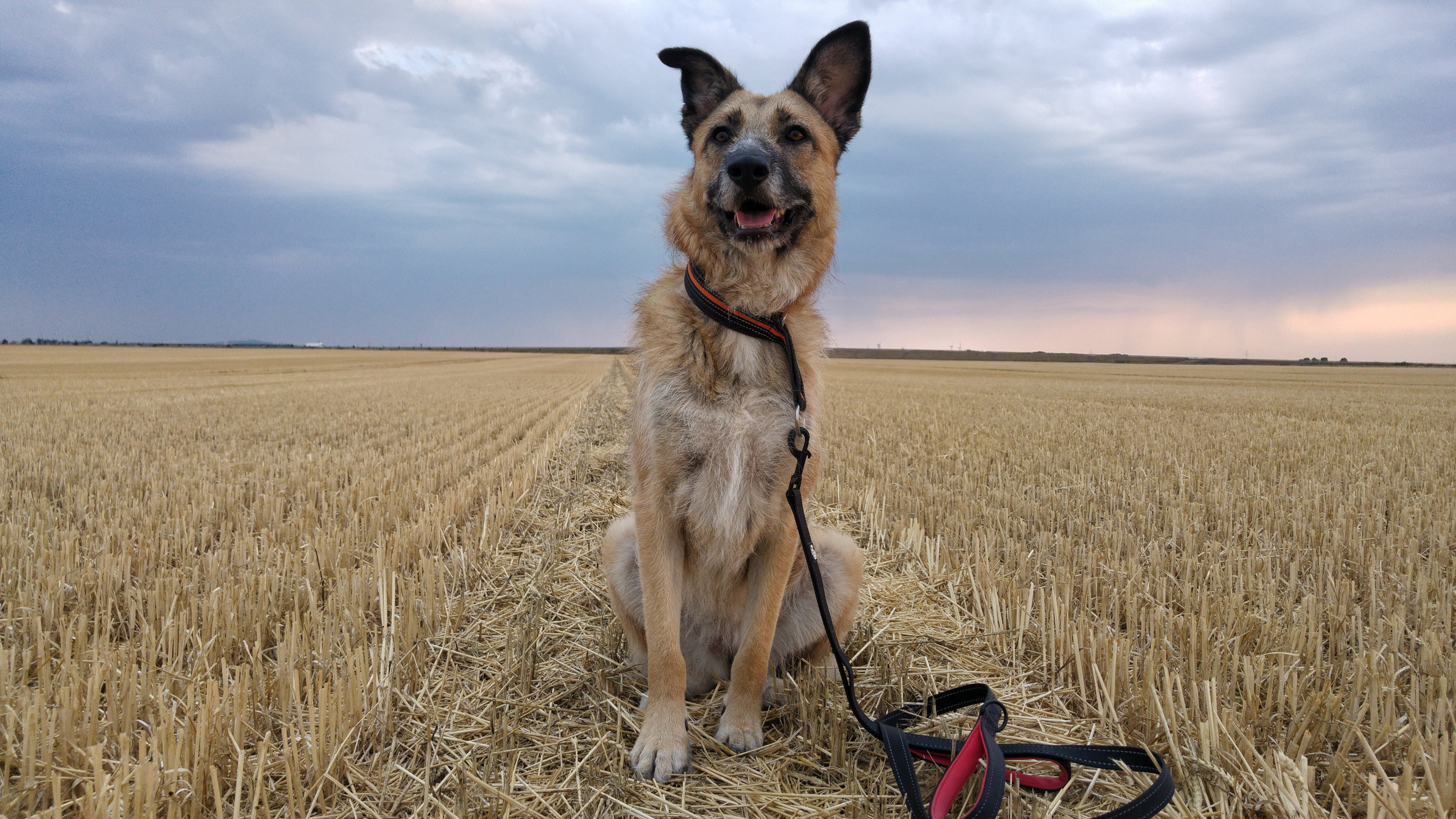 Emma im Feld