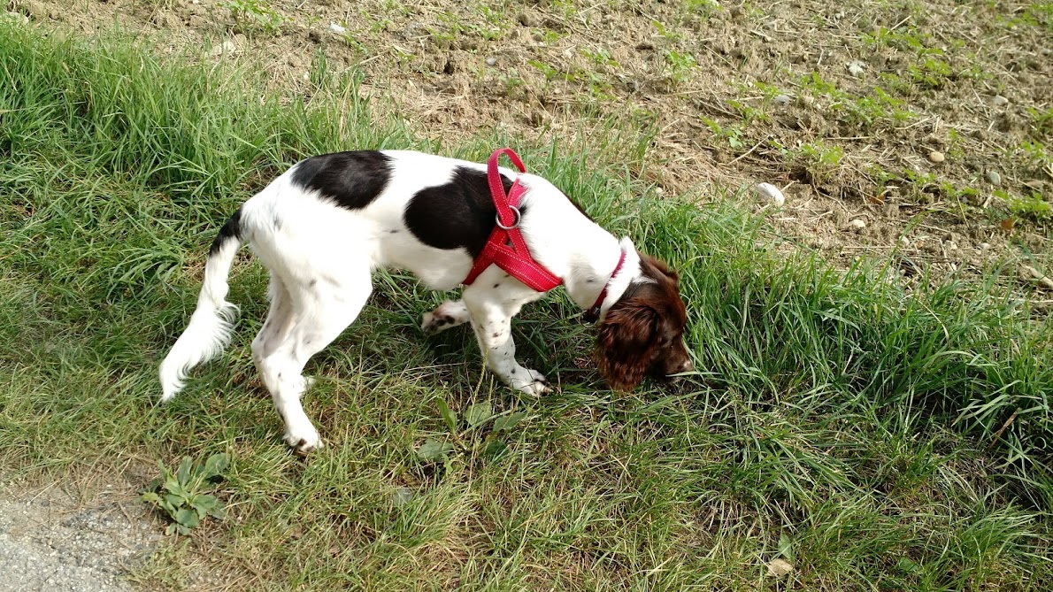 Max, Kleiner Münsterländer