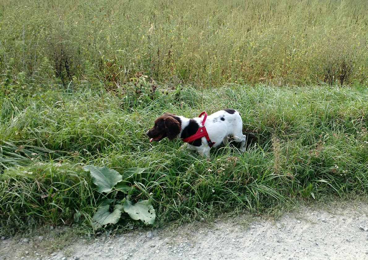 Max beim Schnüffeln...