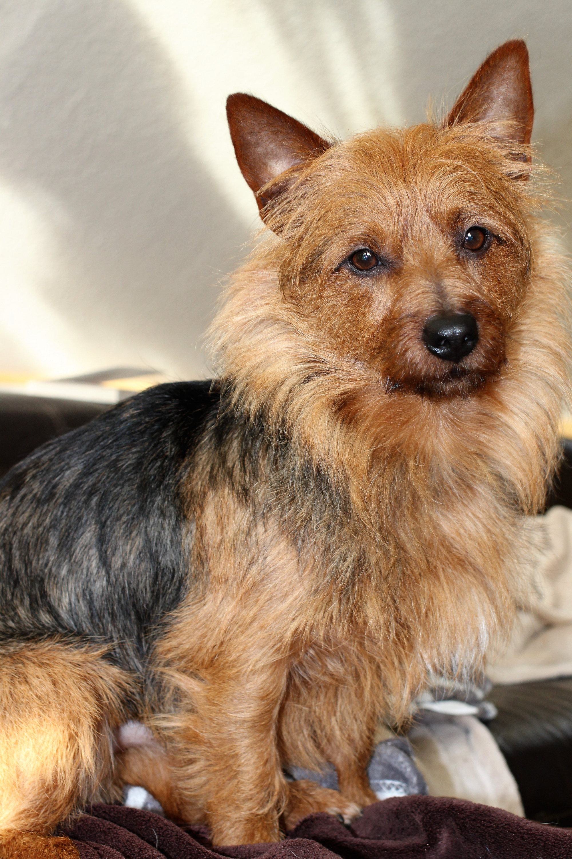 Samy, Australian Terrier