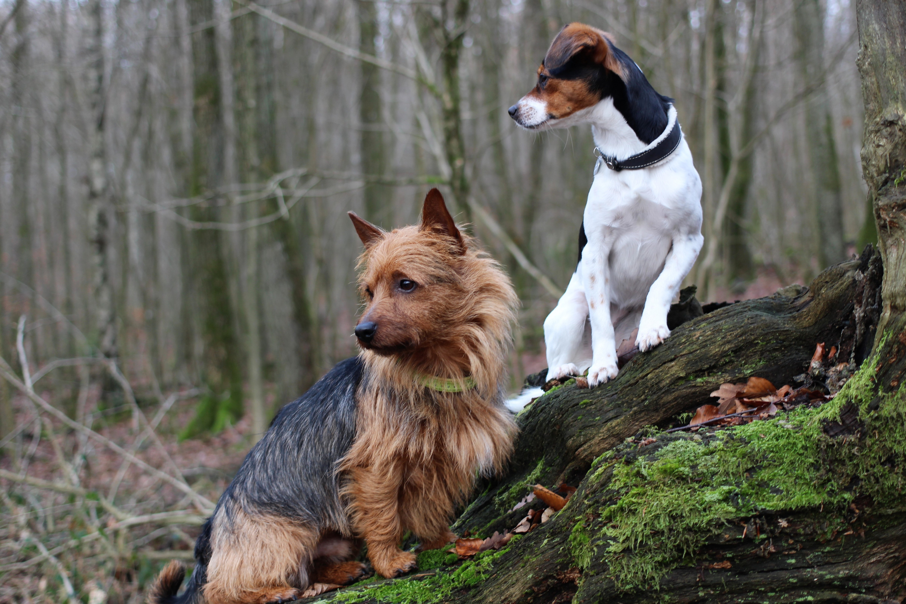 Samy und Tilly im Wald