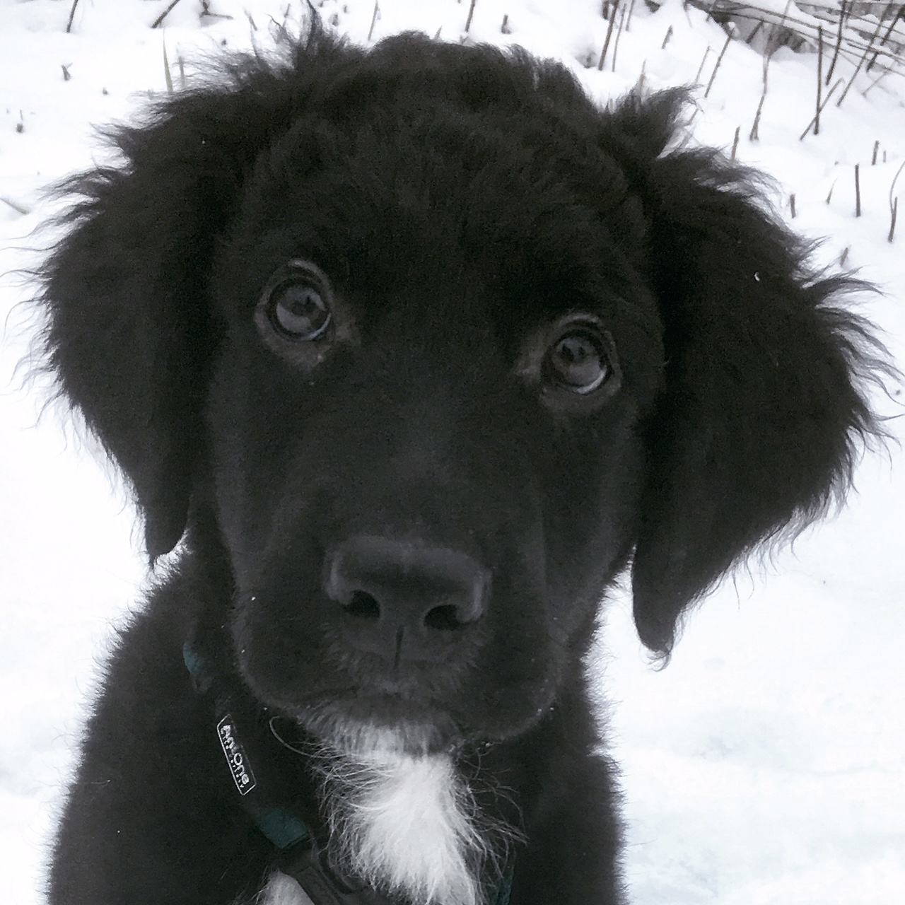 Vincent, Australien Shepherd Mix