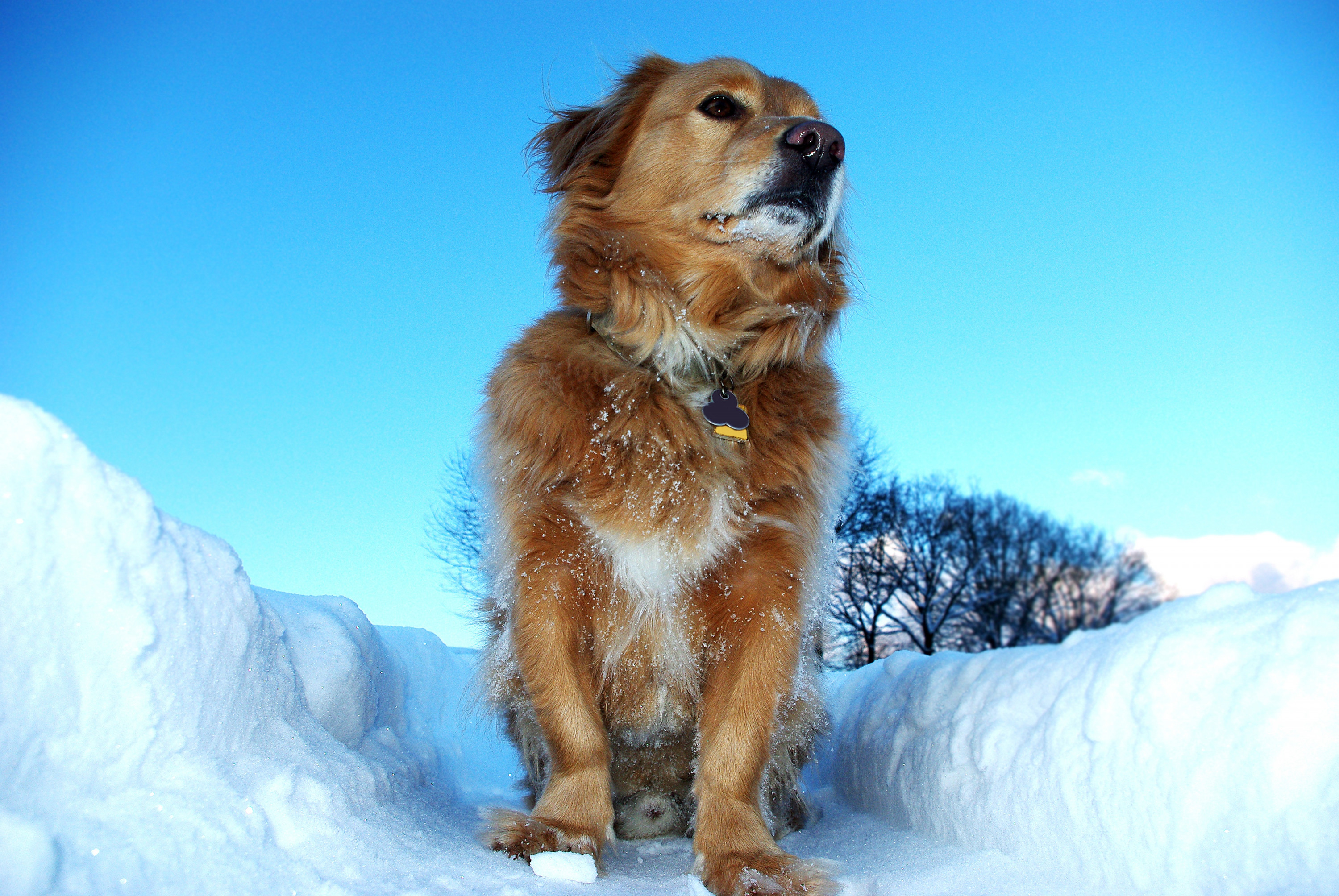 Unser Lucky im Schnee