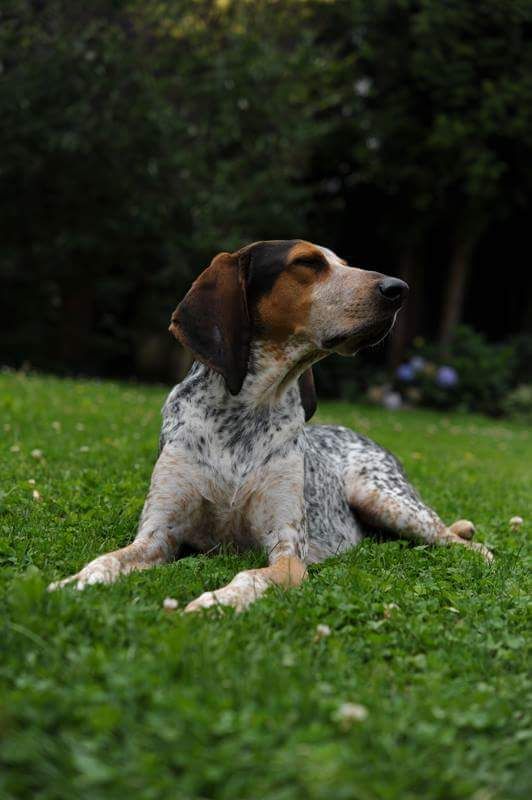 Bluetick Coonhound