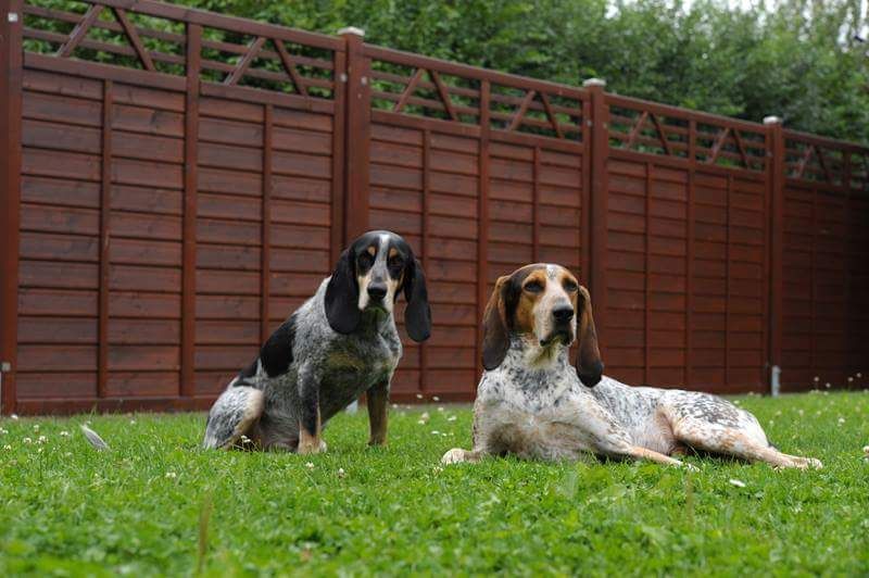 Bluetick Coonhound