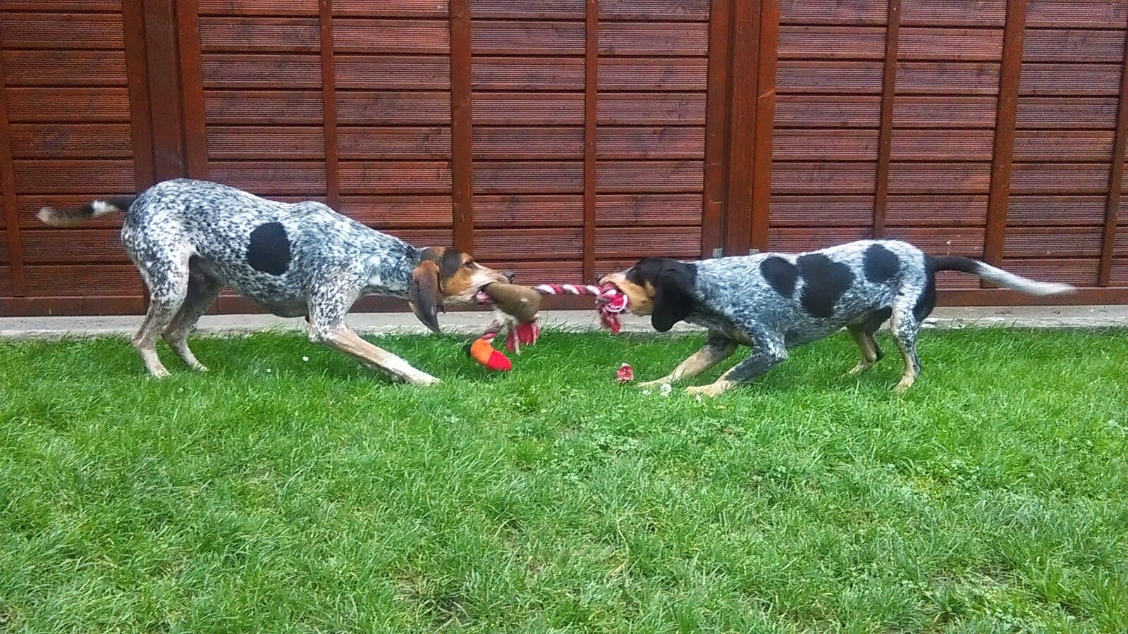 Bluetick Coonhound