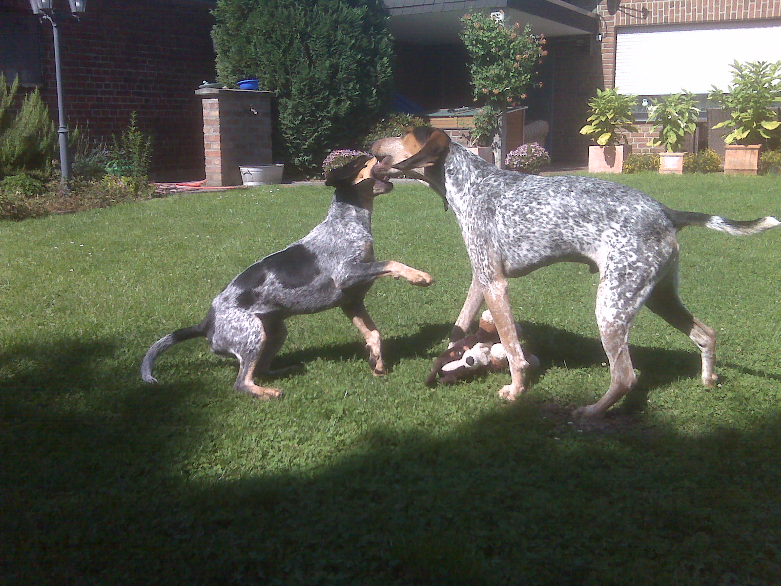 Bluetick Coonhound