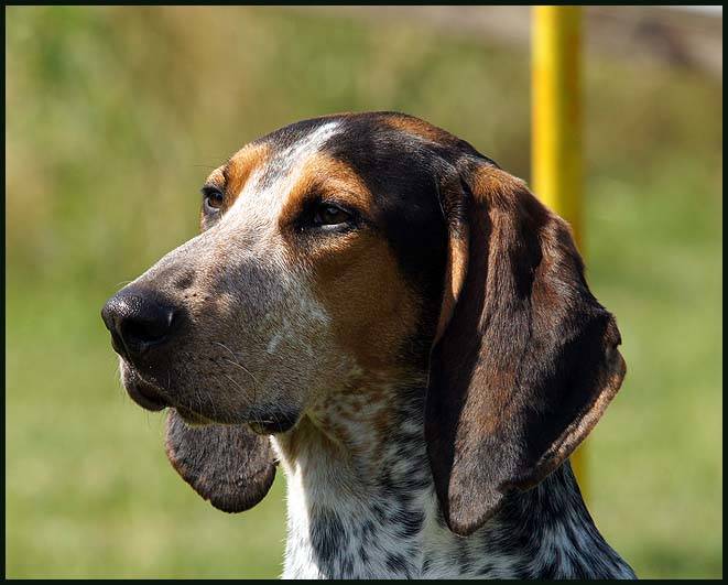 Bluetick Coonhound