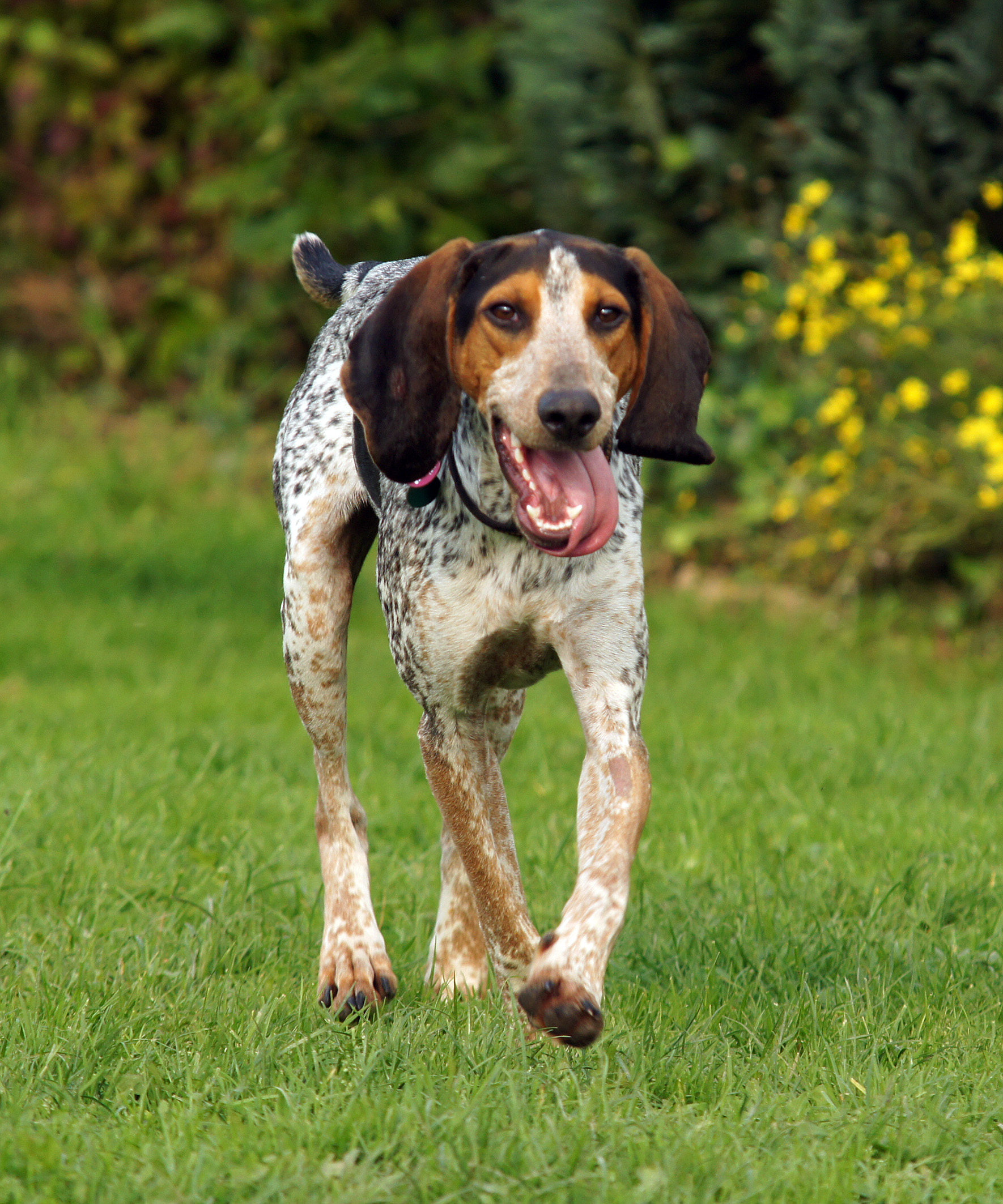 Bluetick Coonhound