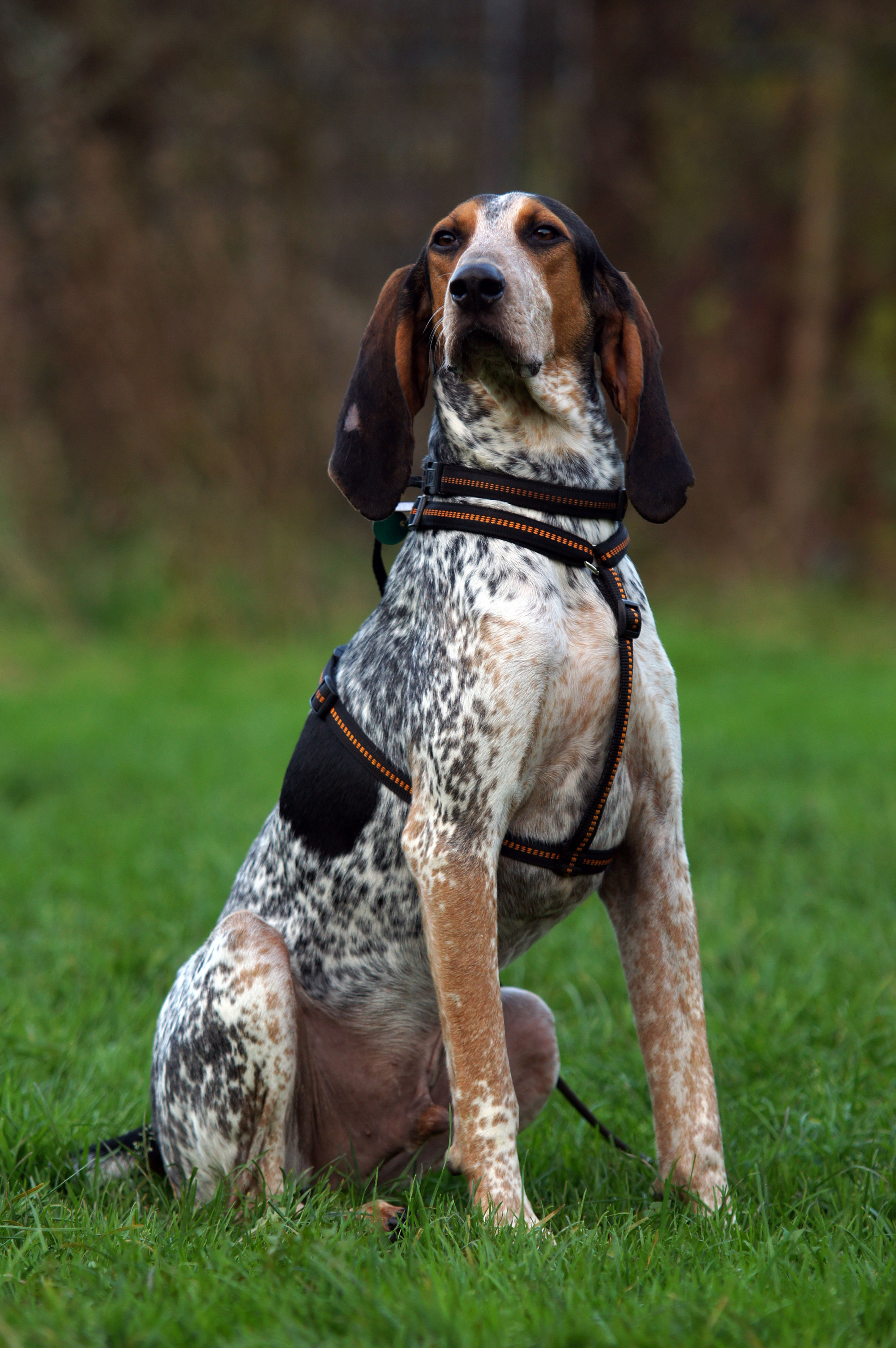 Bluetick Coonhound