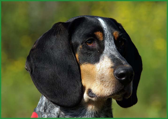 Elmo. Bluetick Coonhound. Wahrscheinlich mit Bracke veredelt. Luzerner Niederlaufhund