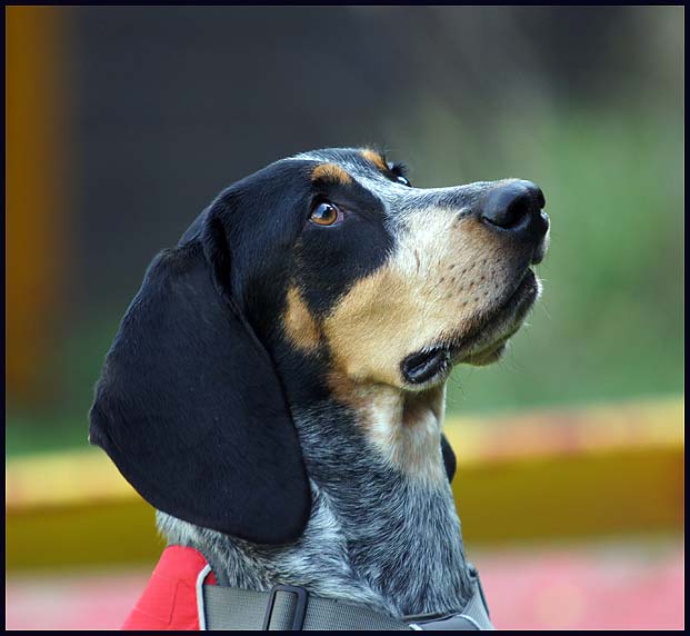 Bluetick Coonhound (Luzerner Niederlaufhund)