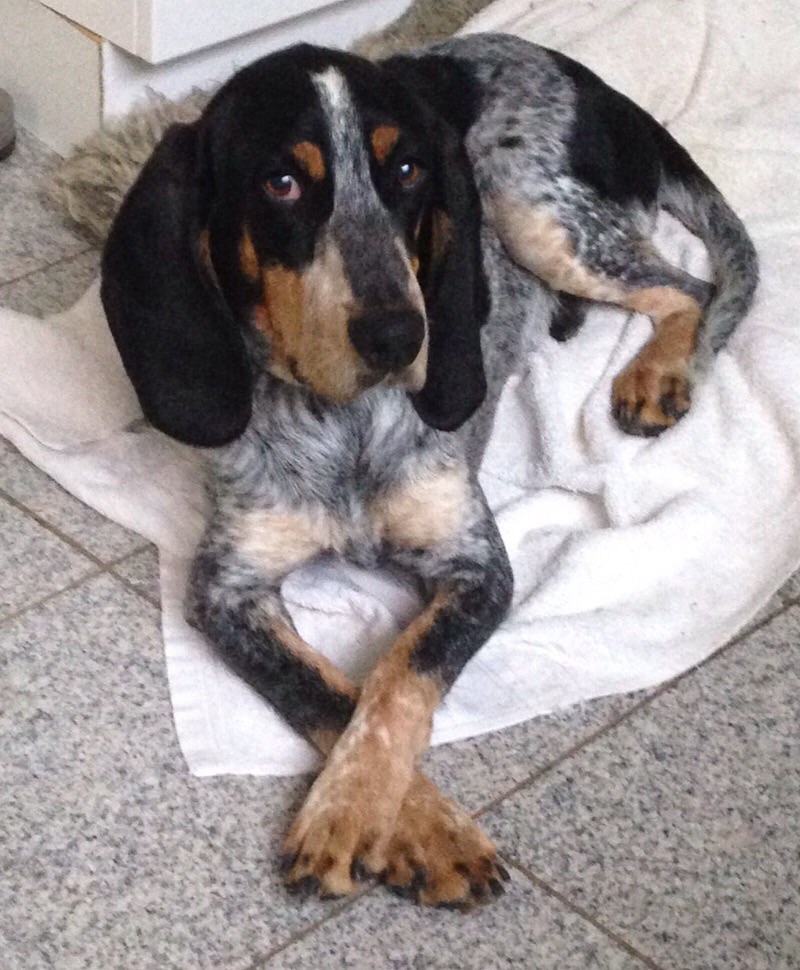 Elmo. Luzerner Niederlaufhund (Bluetick Coonhound)