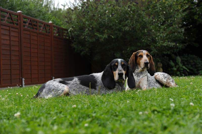 Bluetick Coonhound. Zwei kastrierte Rüden. Real buddies