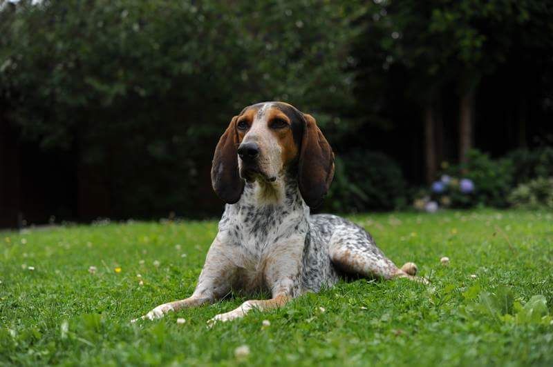 Gabo. Bluetick Coonhound. Ursprungsrasse Petit bleu de gascogne