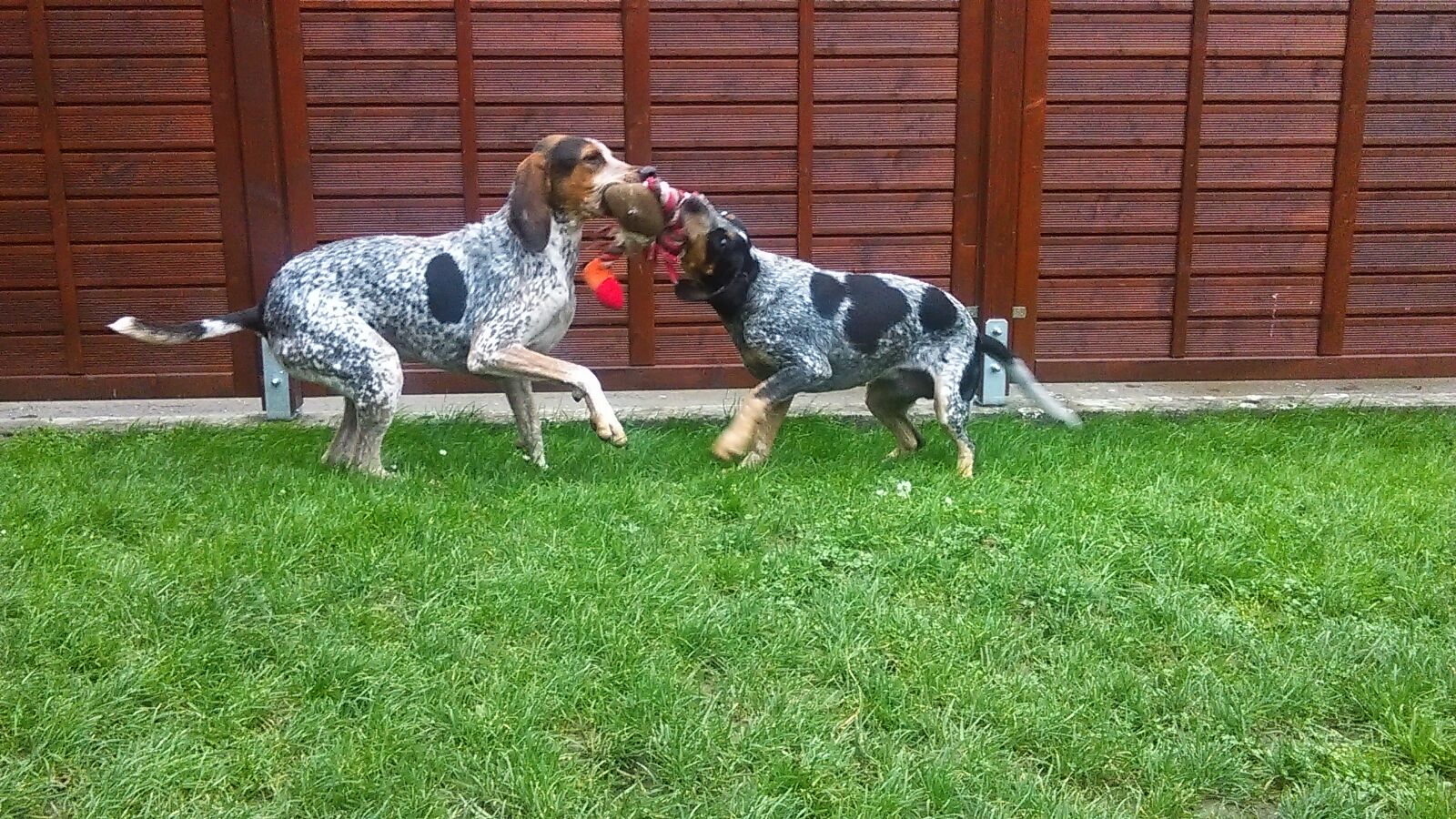 Gabo & Elmo. Bluetick Coonhound