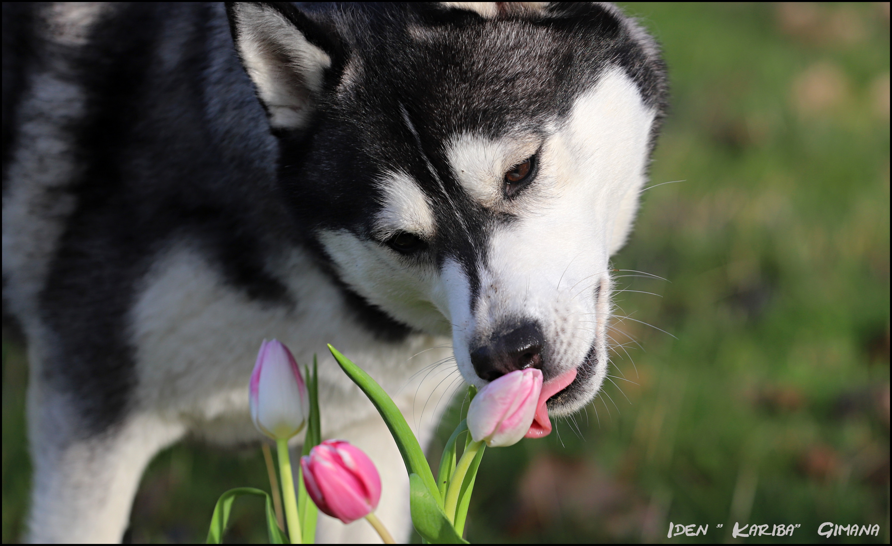 Kariba und die Tulpen