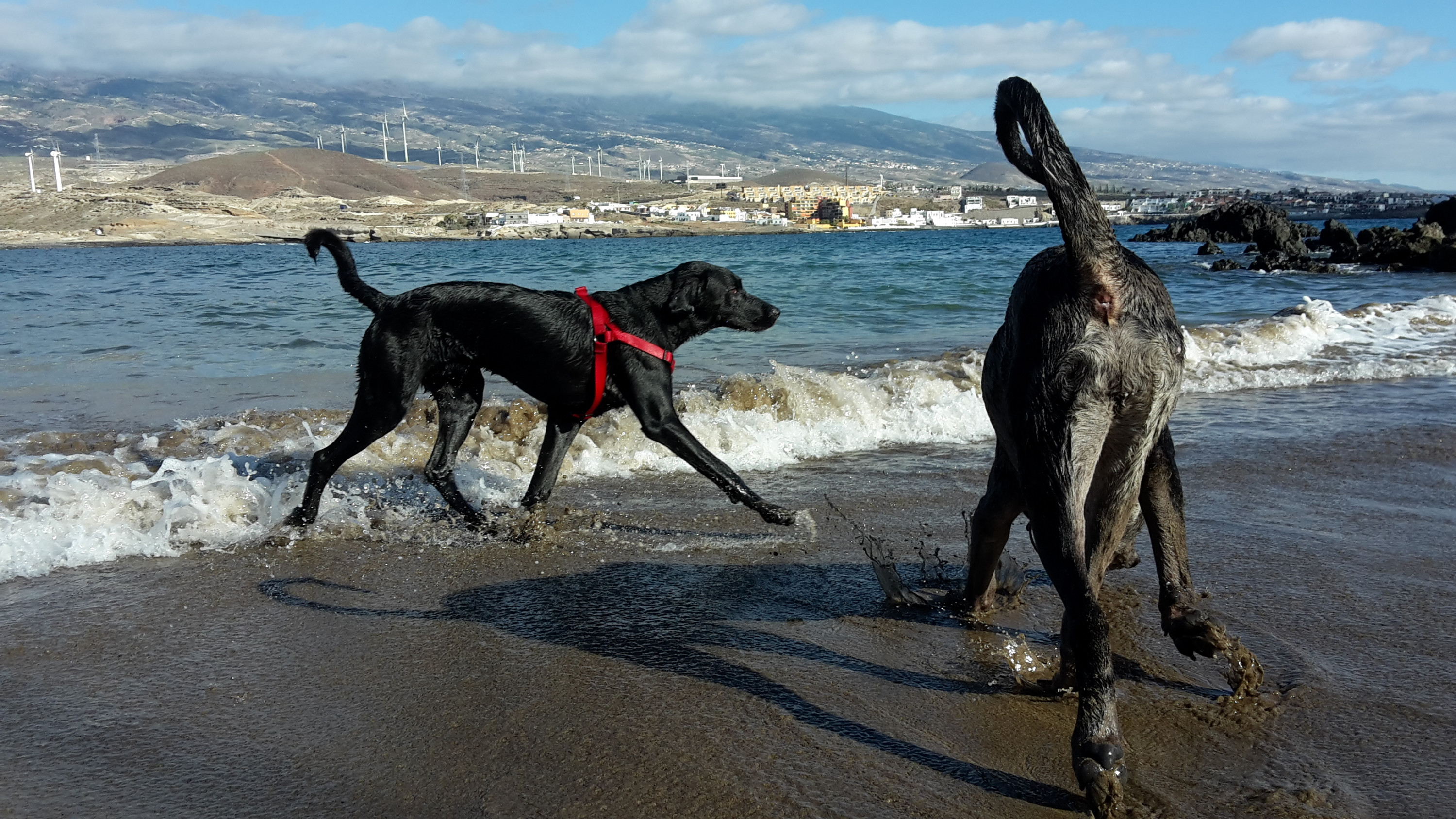 Bolle uns Sultán am Strand.