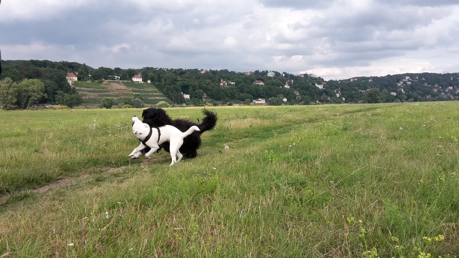 Bruno mit Freundin Greta