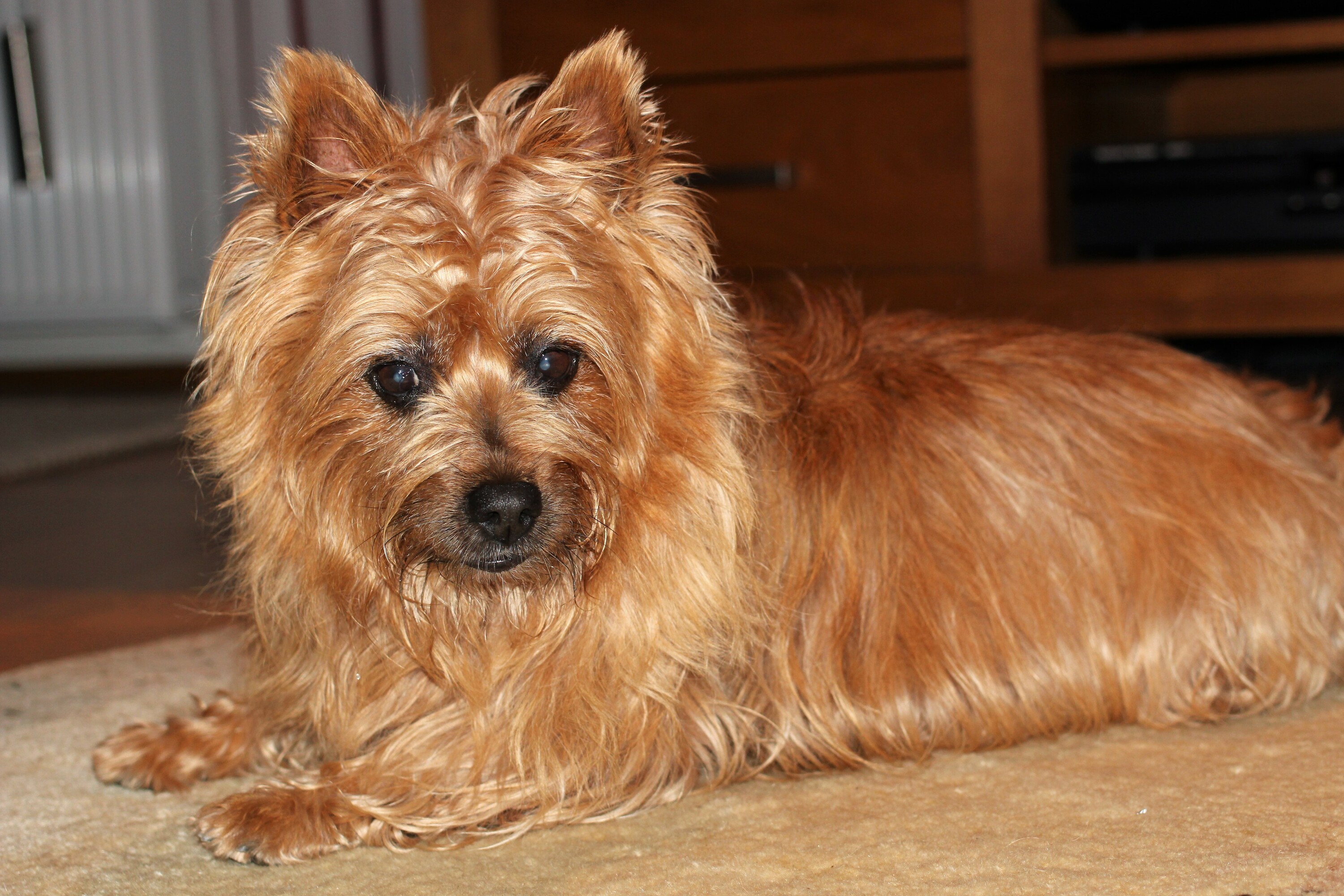 roter Australian Terrier