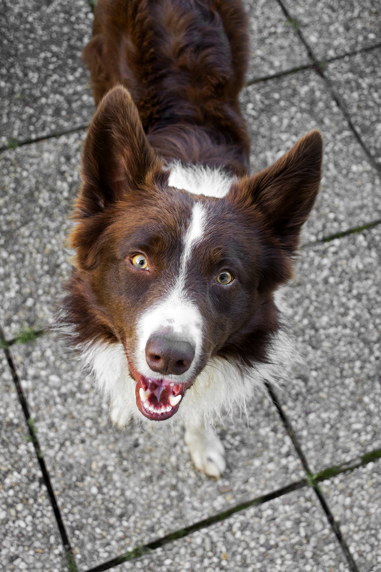 Monty der BorderCollie