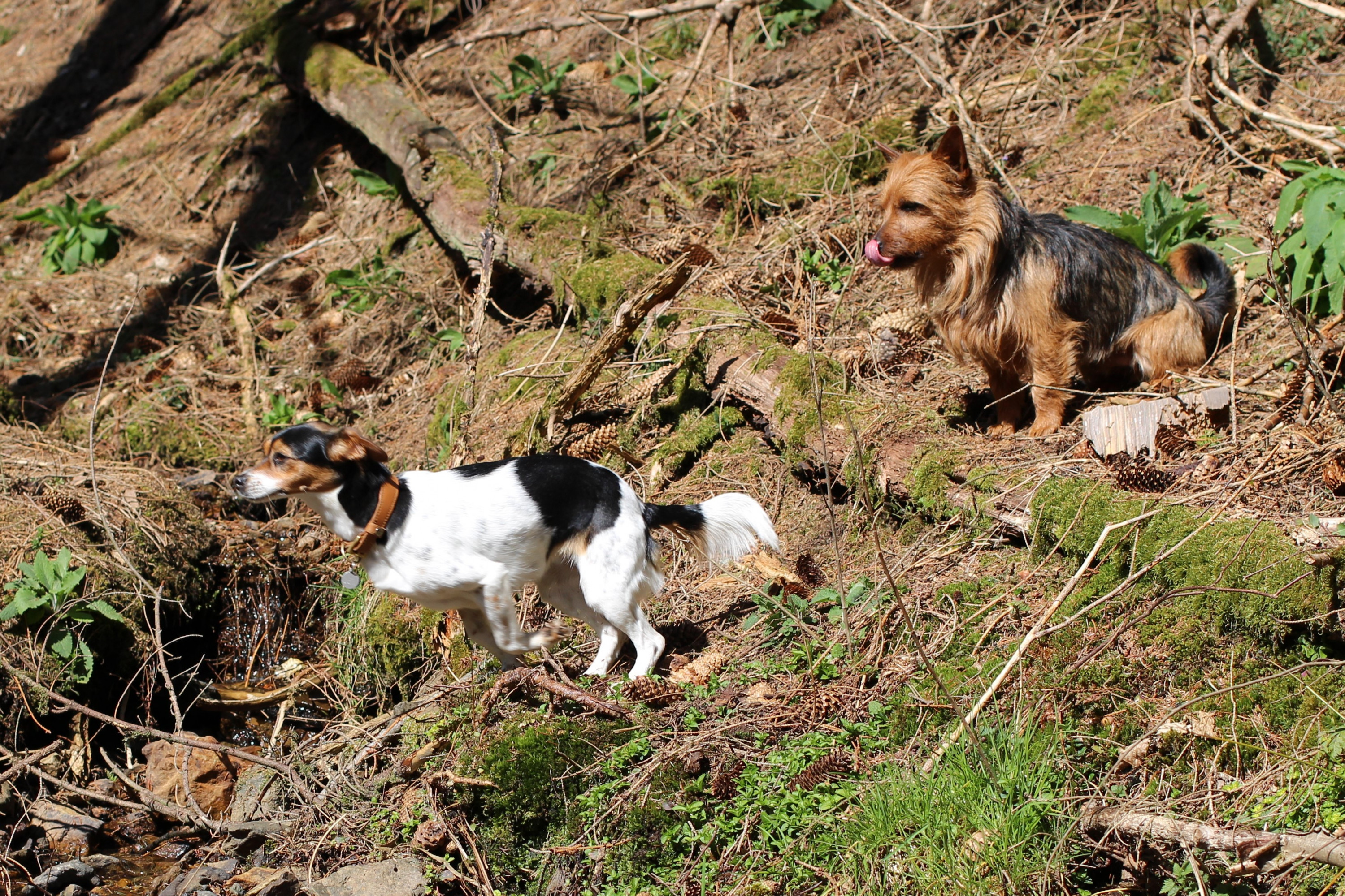 Spaß im Wald