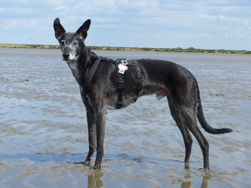 Lucas im Sommer 2019 an der Nordsee bei Ebbe