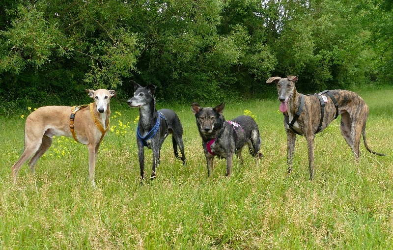 Von links nach rechts: Rapido, Lucas, Ayuna & Pepper