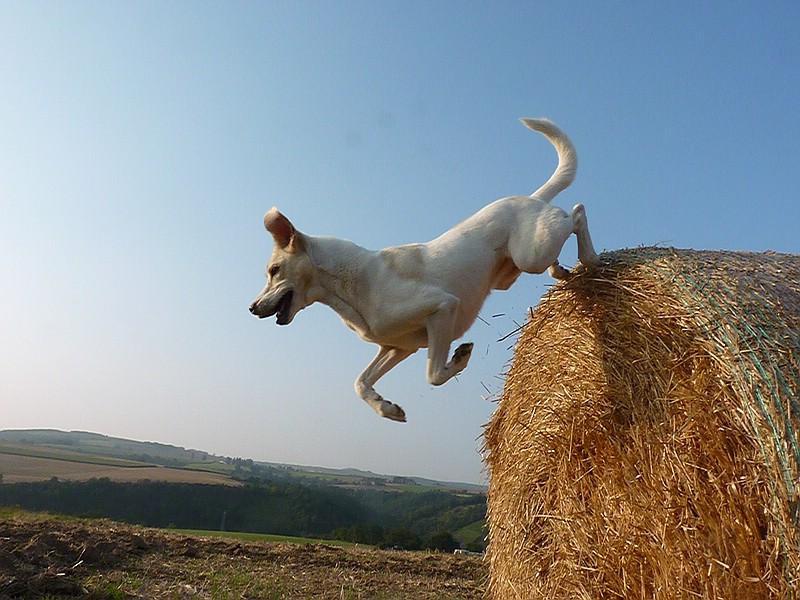 Laky, mein Seelenhund, die am 31.08.2018 im Alter von 16,5 Jahren verstarb und uns so sehr fehlt...