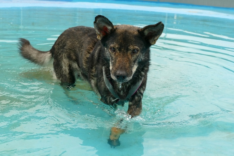 Yuna im Hundeplanschbecken bei Caniplace