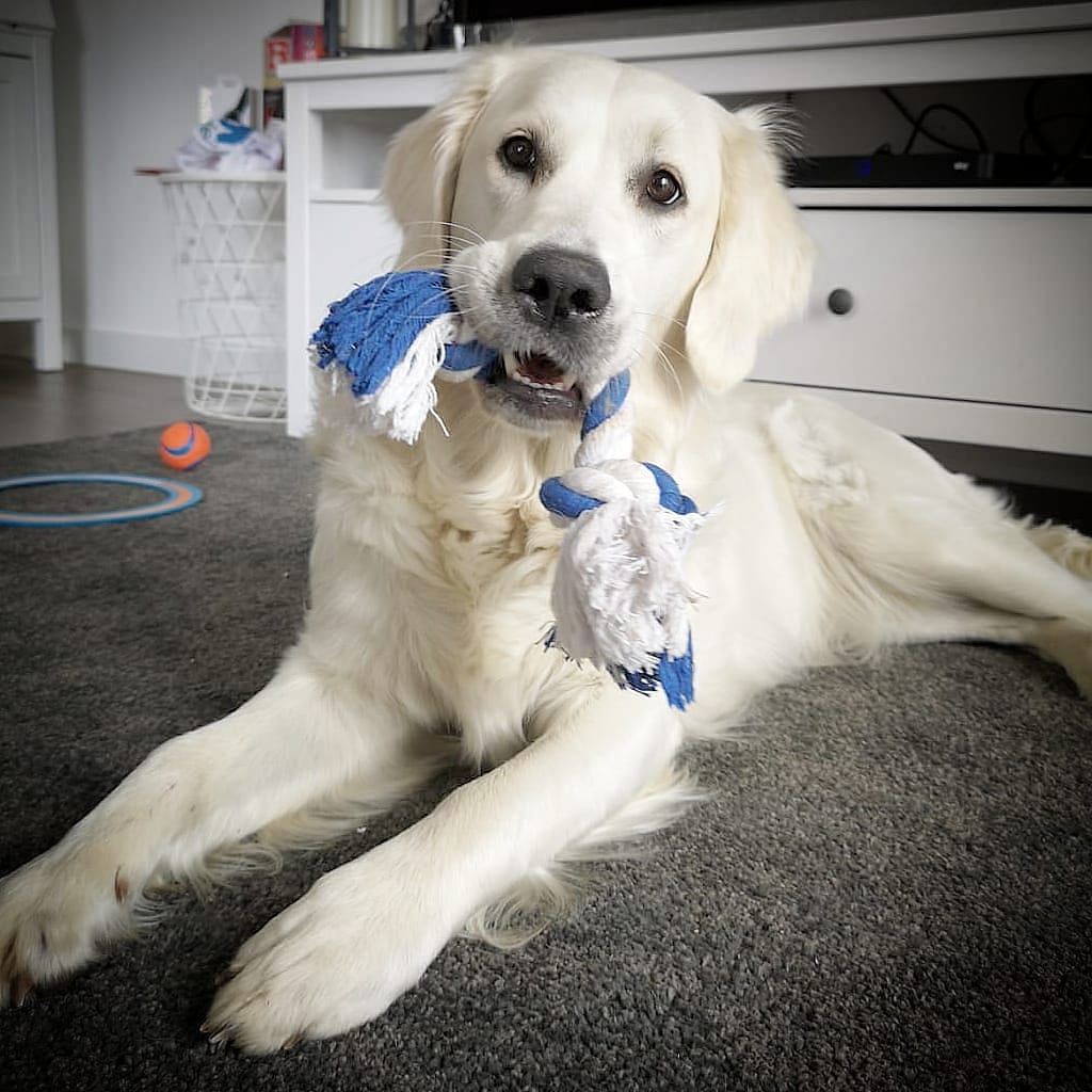 Mila - Golden Retriever - 20.05.2019 (14 Mo. alt)