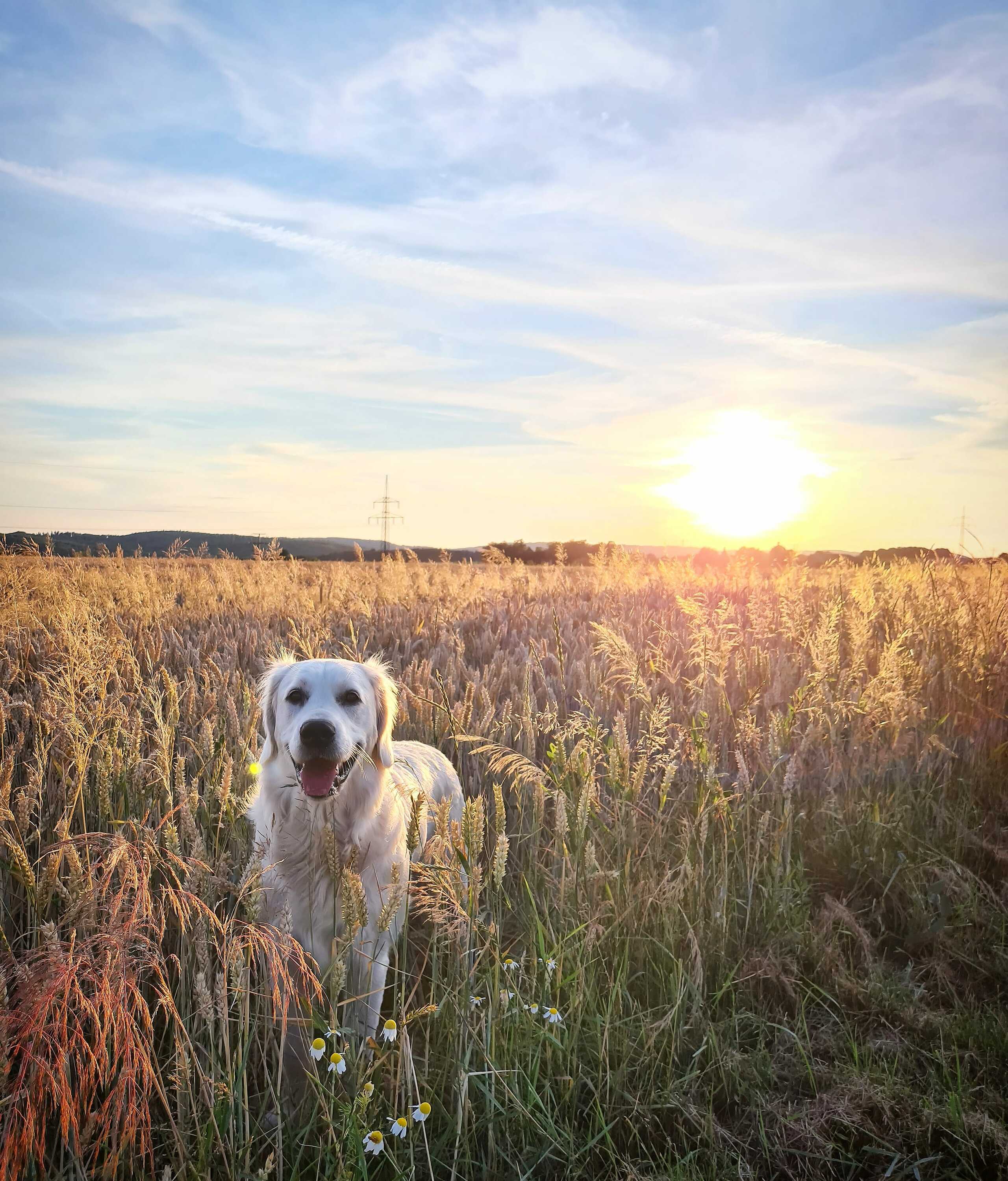 Mila - Golden Retriever - 20.05.2019 (14 Mo. alt)