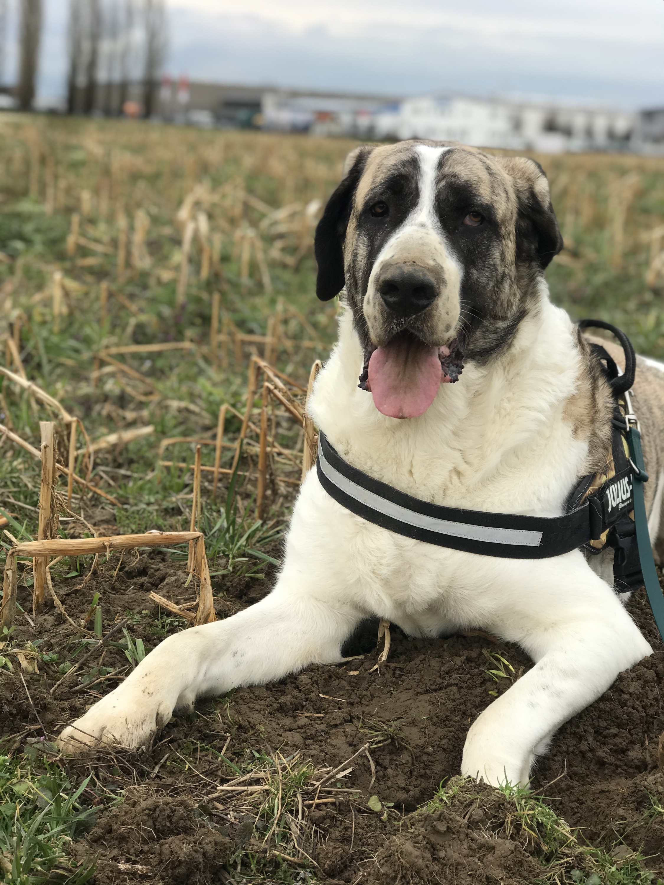 Balu - Transmontano Mastiff