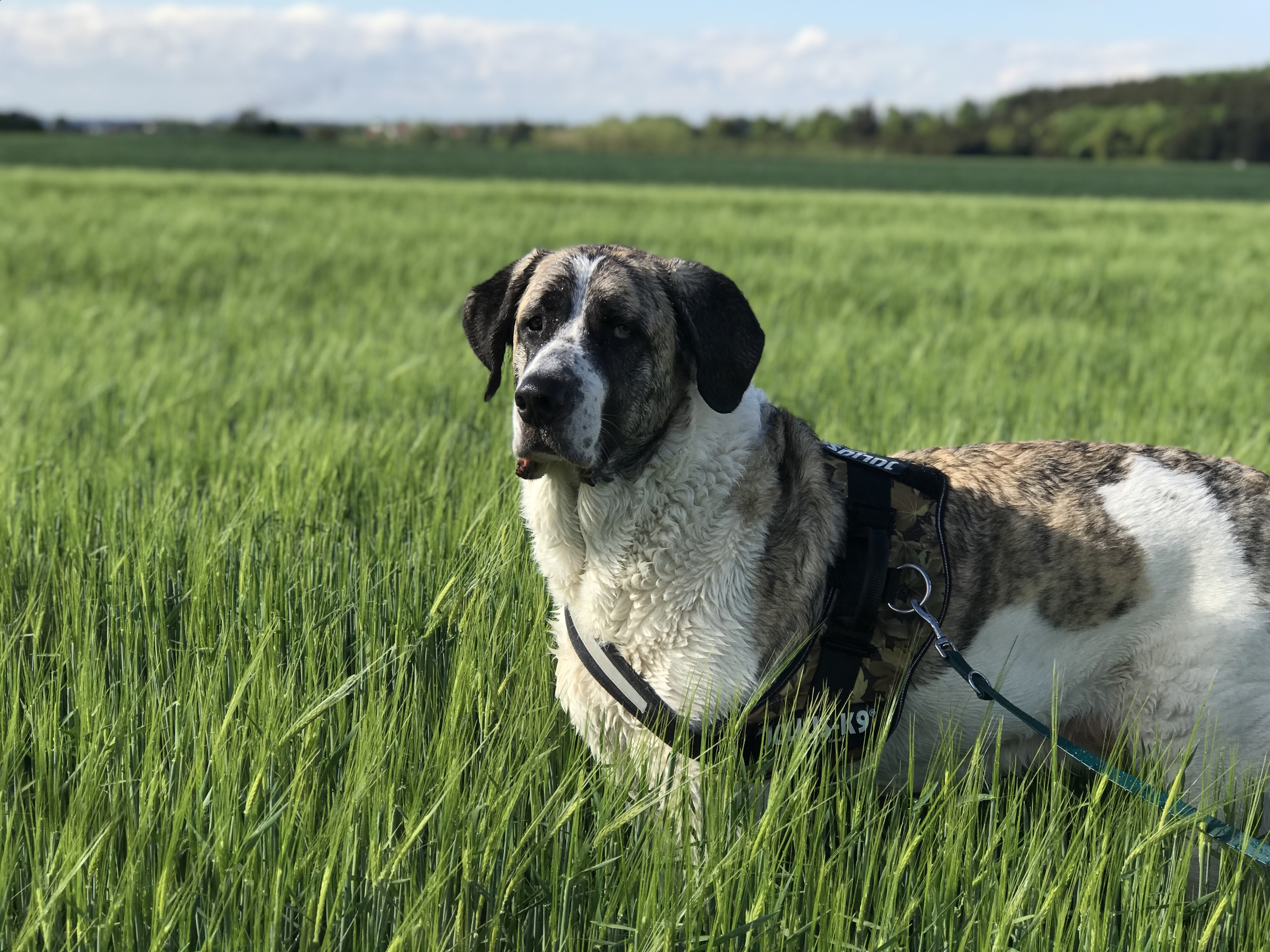 Balu - Transmontano Mastiff