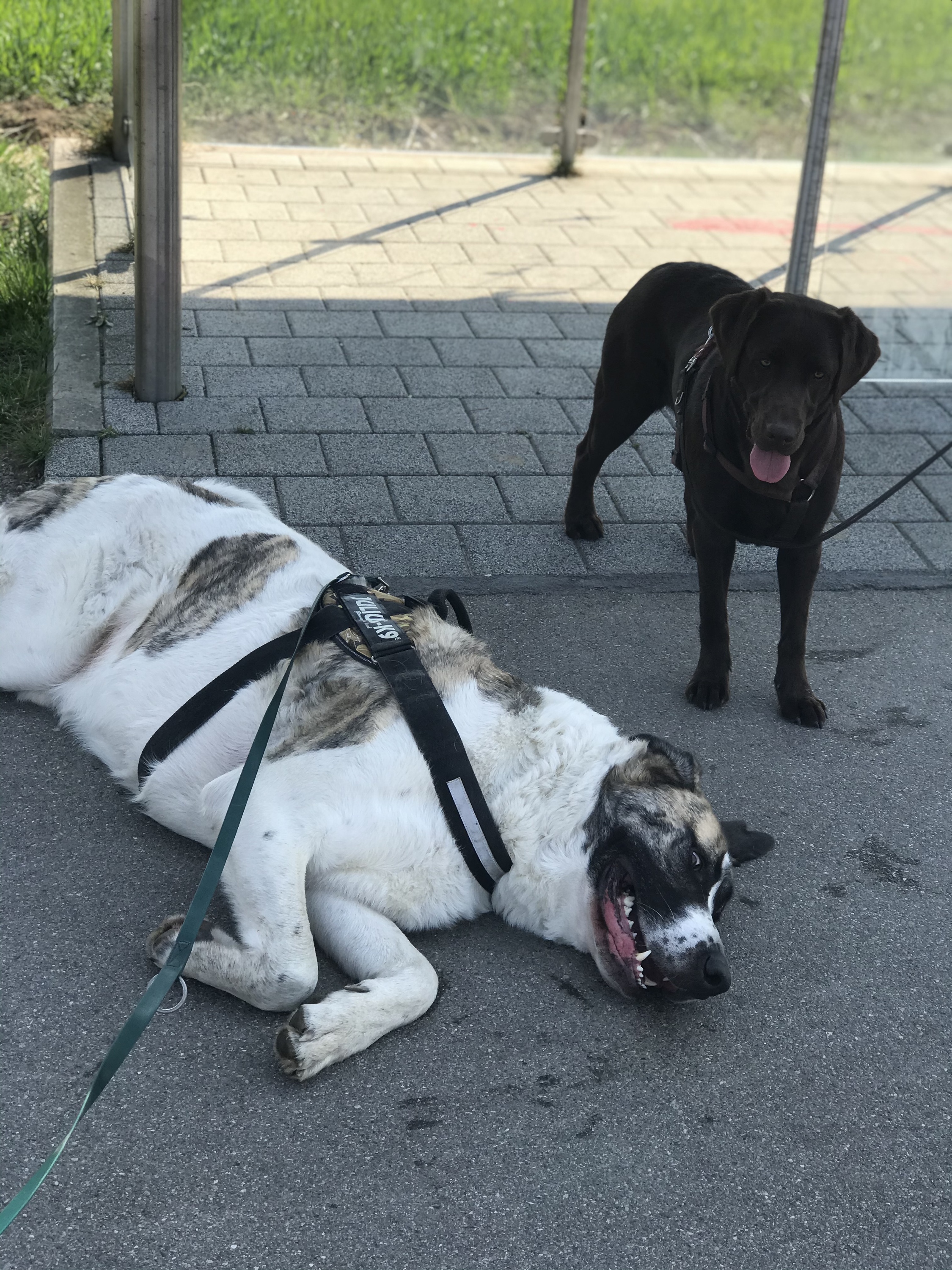 Balu - Transmontano Mastiff