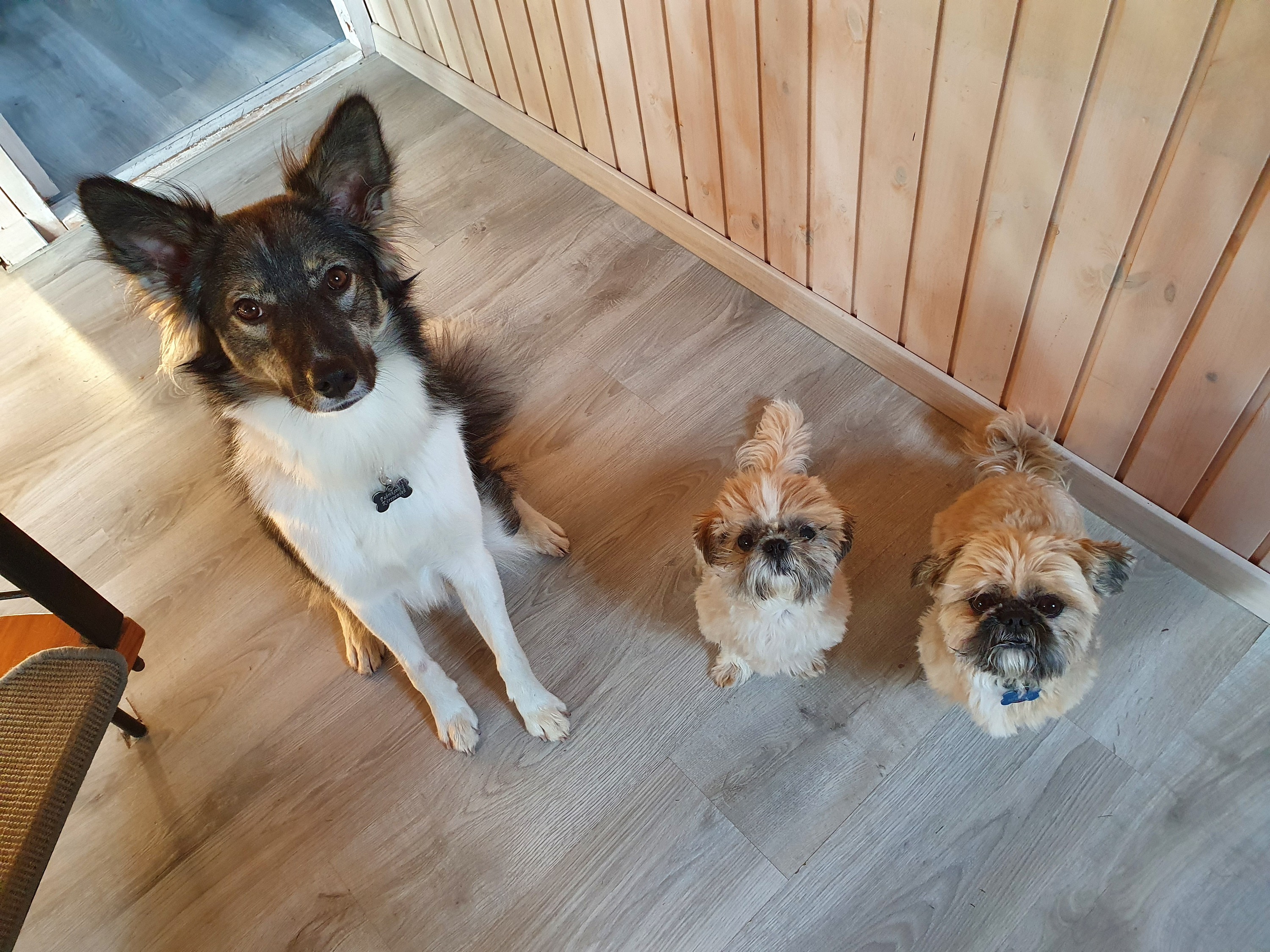 Sam (1), Teddy (7) und Tobi (6)