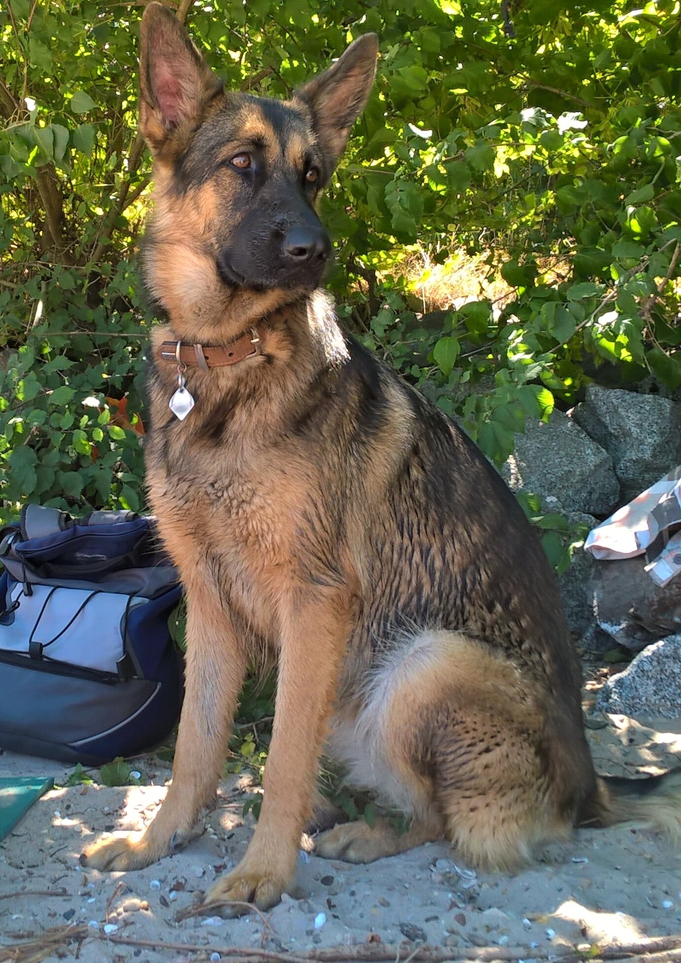 Emmy am Hundestrand in Oppenheim am Rhein