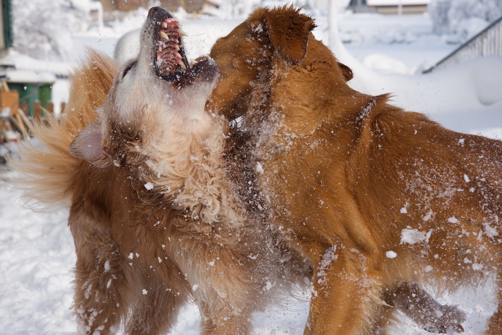 Schneemonster 2