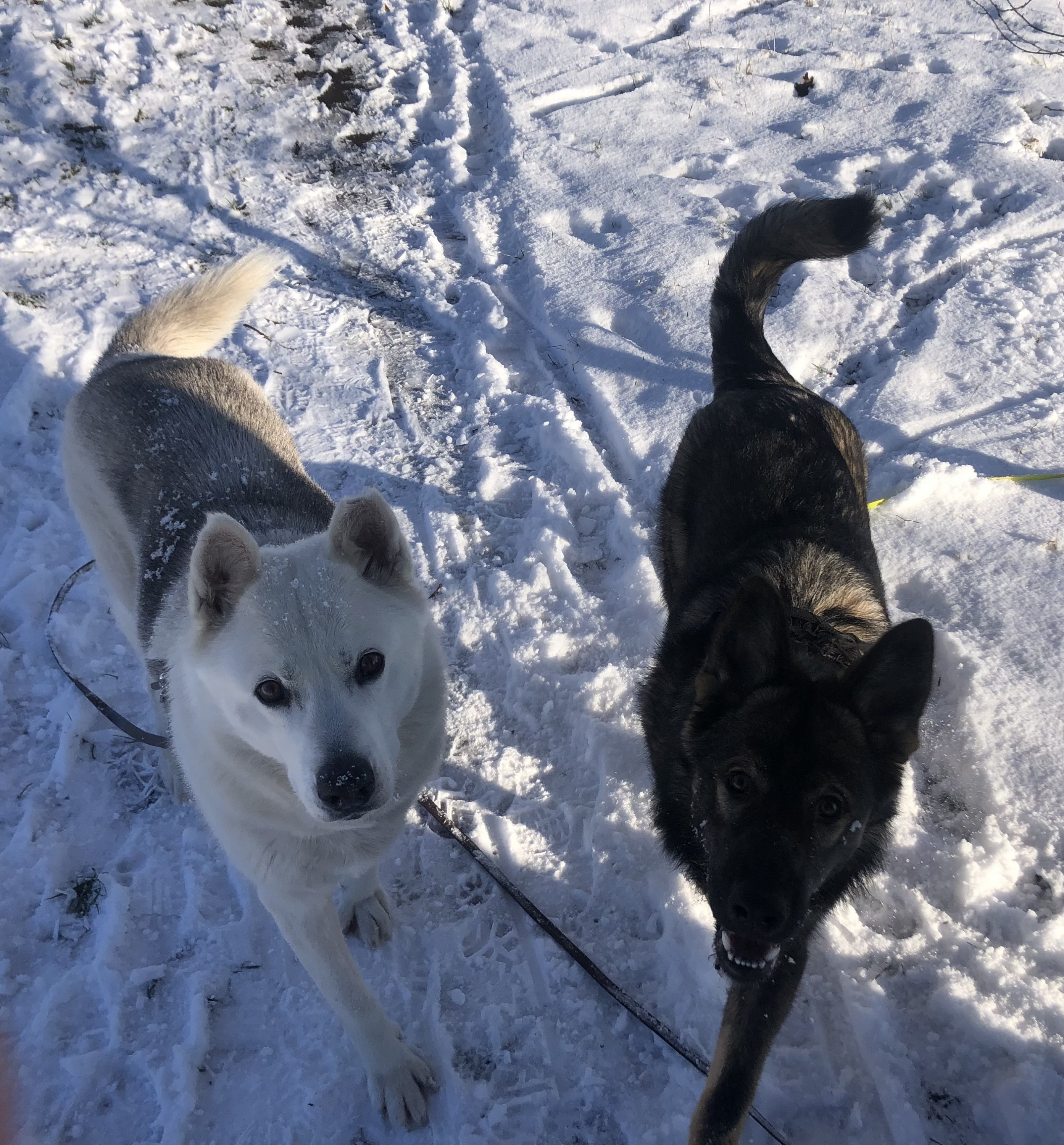 Meine Odinswölfe Geri und Freki ❤️