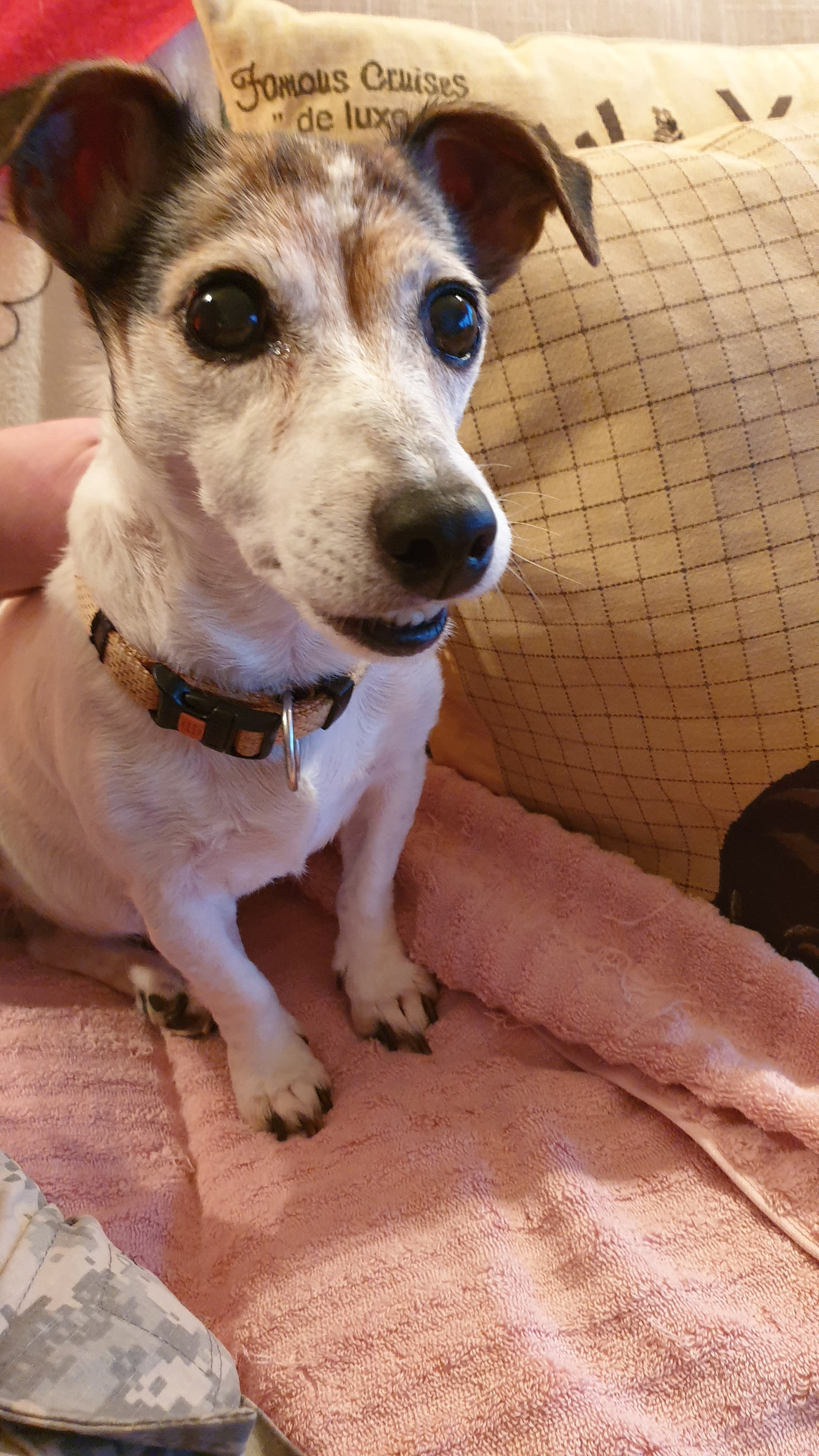 Unsere 13 jährige Jack Russell Hündin Chily