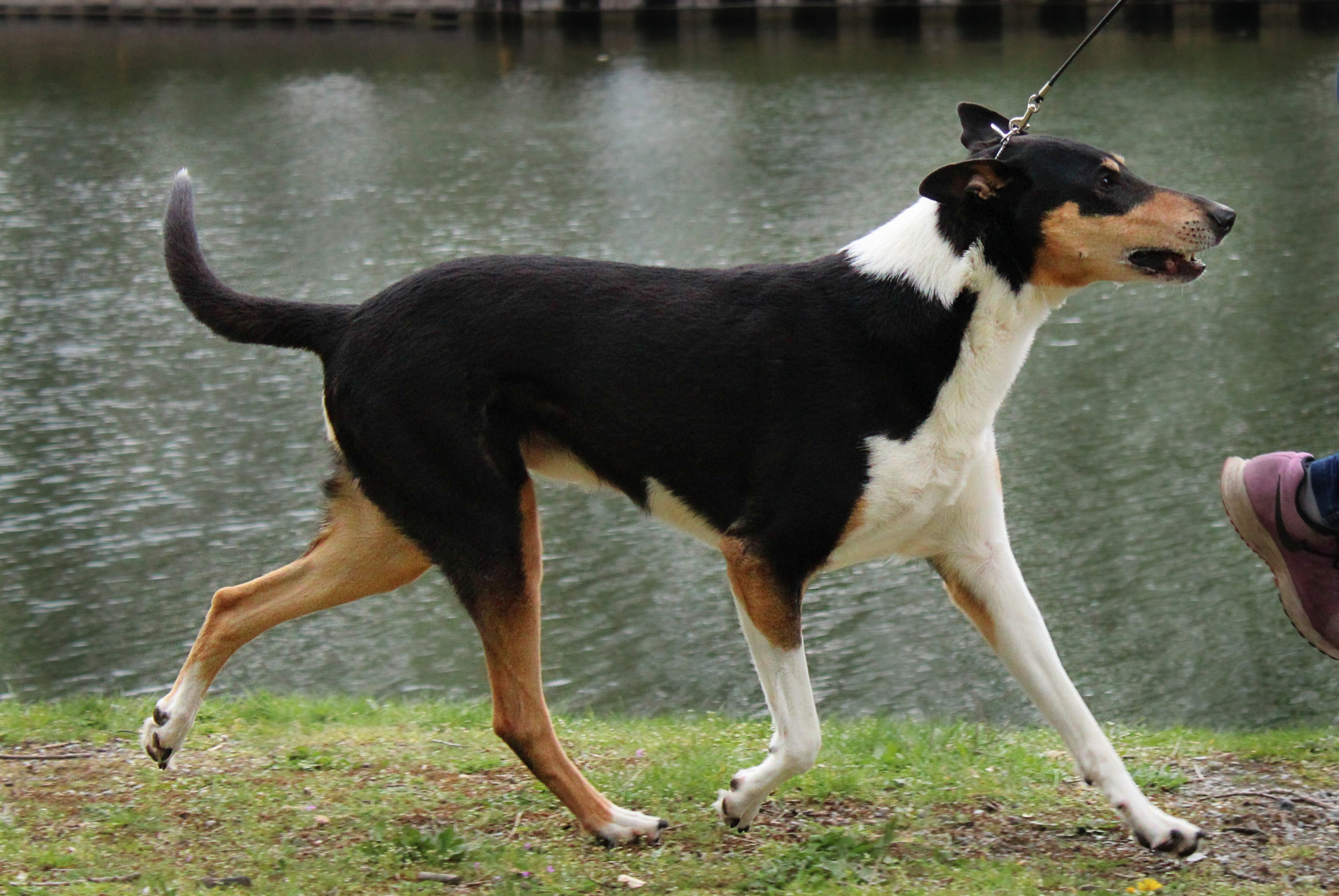 Casanova, 8 Jahre (Veteran)