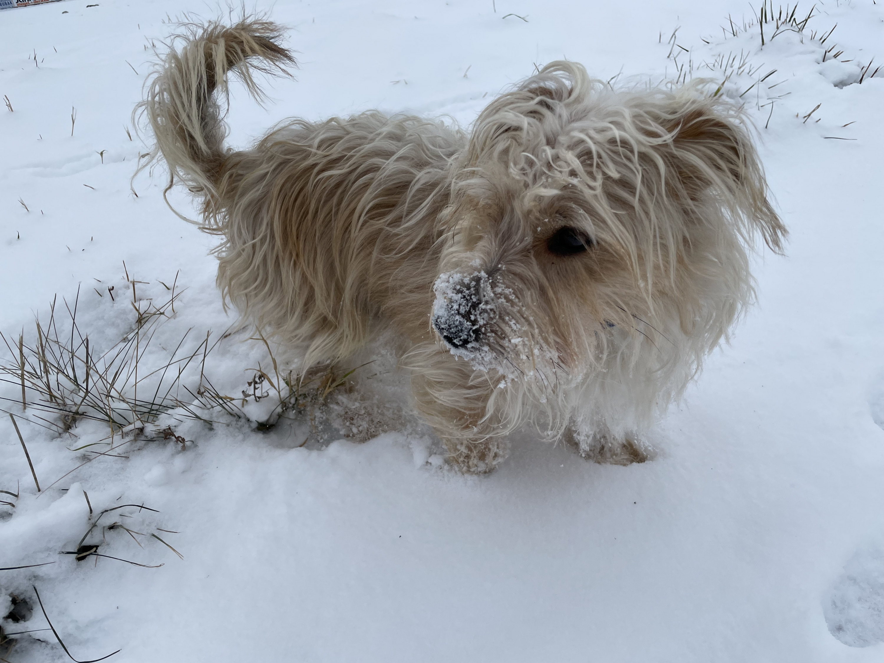 Im Schnee stöbern